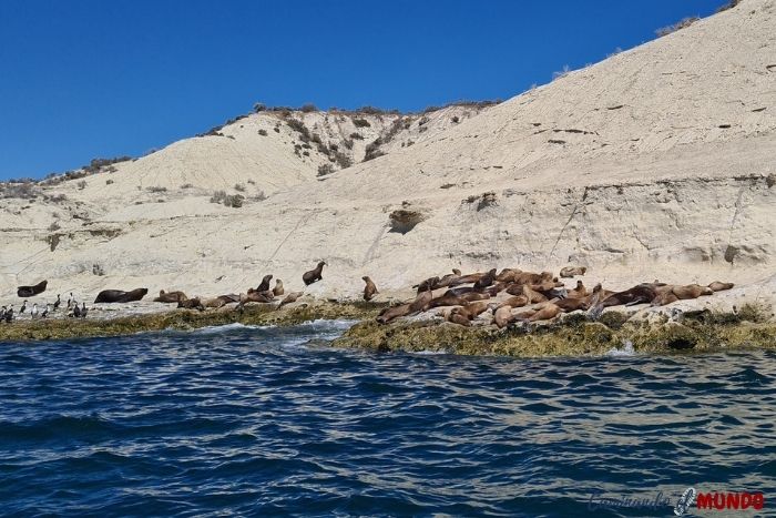 Lobos marinos en Punta Loma, Puerto Madryn, Chubut