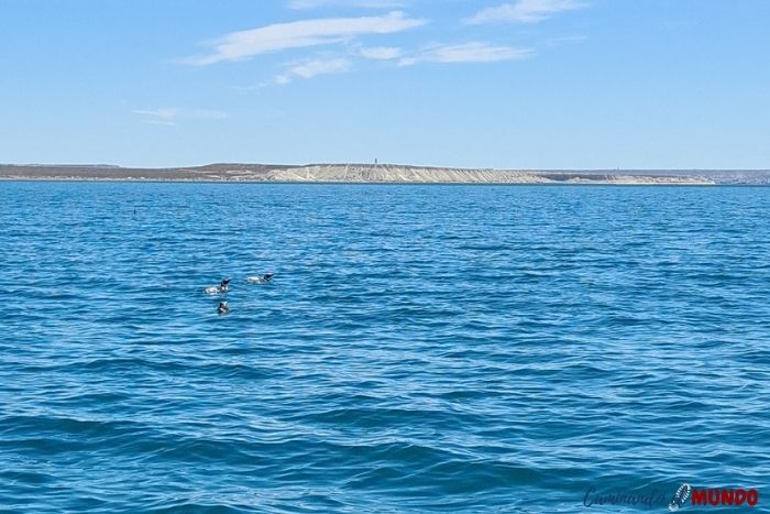 Pingüinos en Puerto Madryn