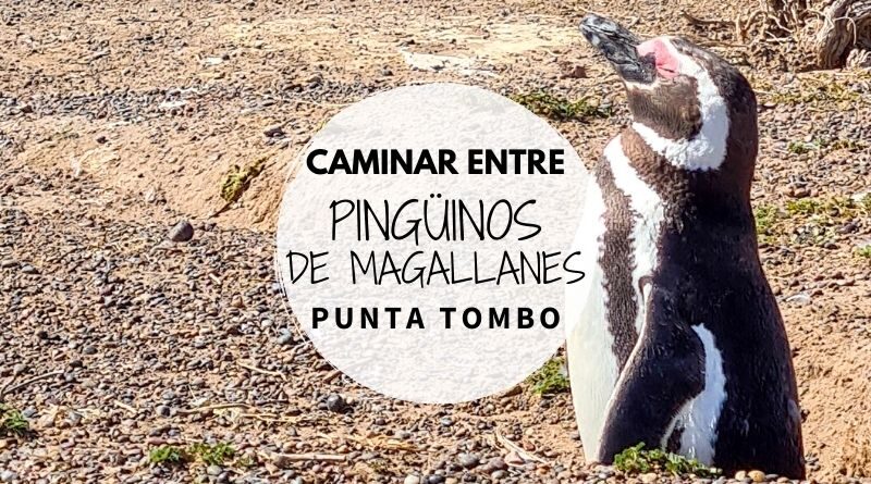 Visitar Punta Tombo