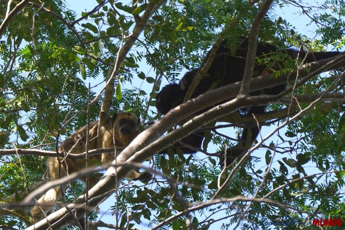 Monos acostados en los arboles en el Pantanal Sur